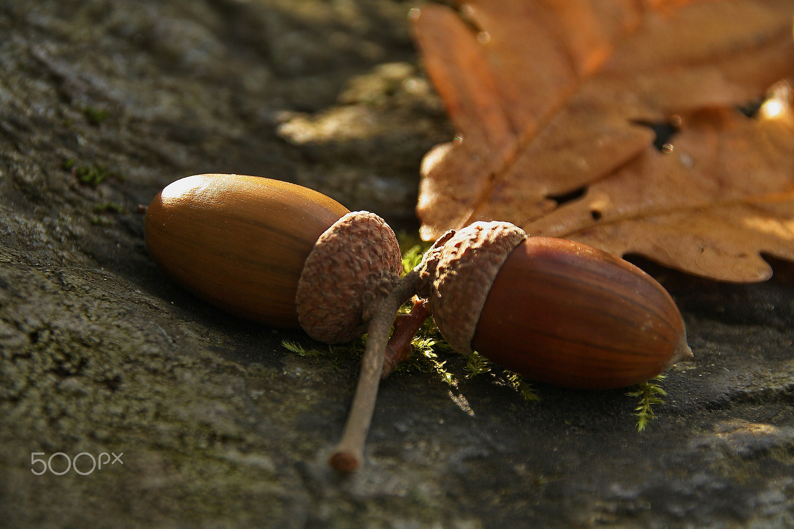Canon EOS 1000D (EOS Digital Rebel XS / EOS Kiss F) sample photo. Acorns photography