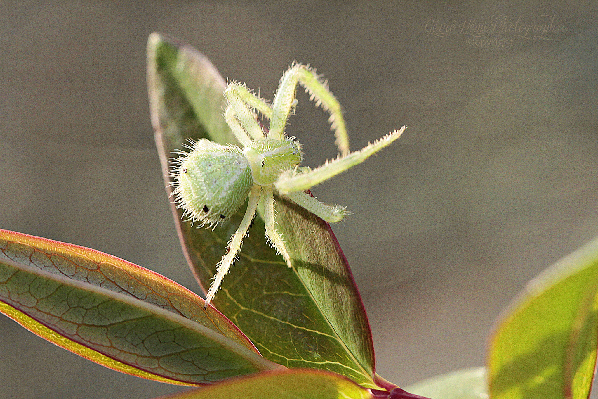Canon EOS 7D sample photo. Green spider photography