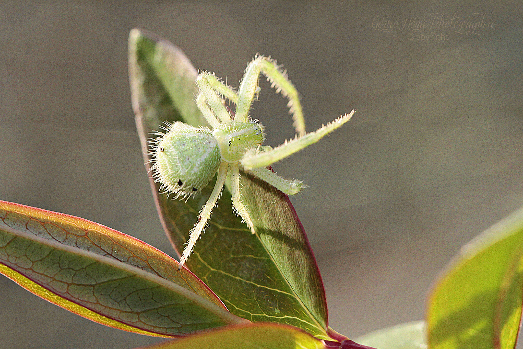Canon EOS 7D + Canon EF 100mm F2.8L Macro IS USM sample photo. Green spider photography