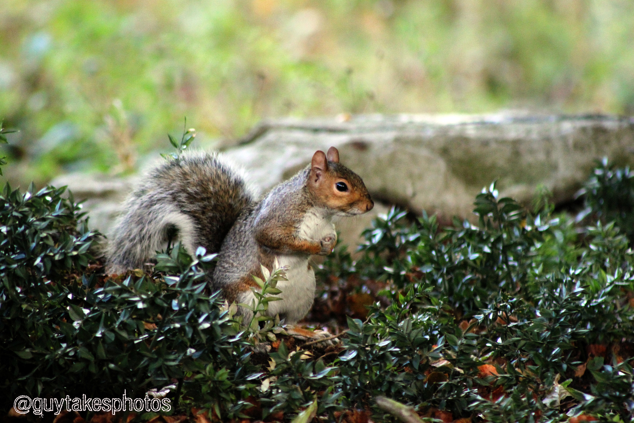 Canon EOS 500D (EOS Rebel T1i / EOS Kiss X3) + Canon EF 100-300mm F4.5-5.6 USM sample photo. Squirrel posing photography