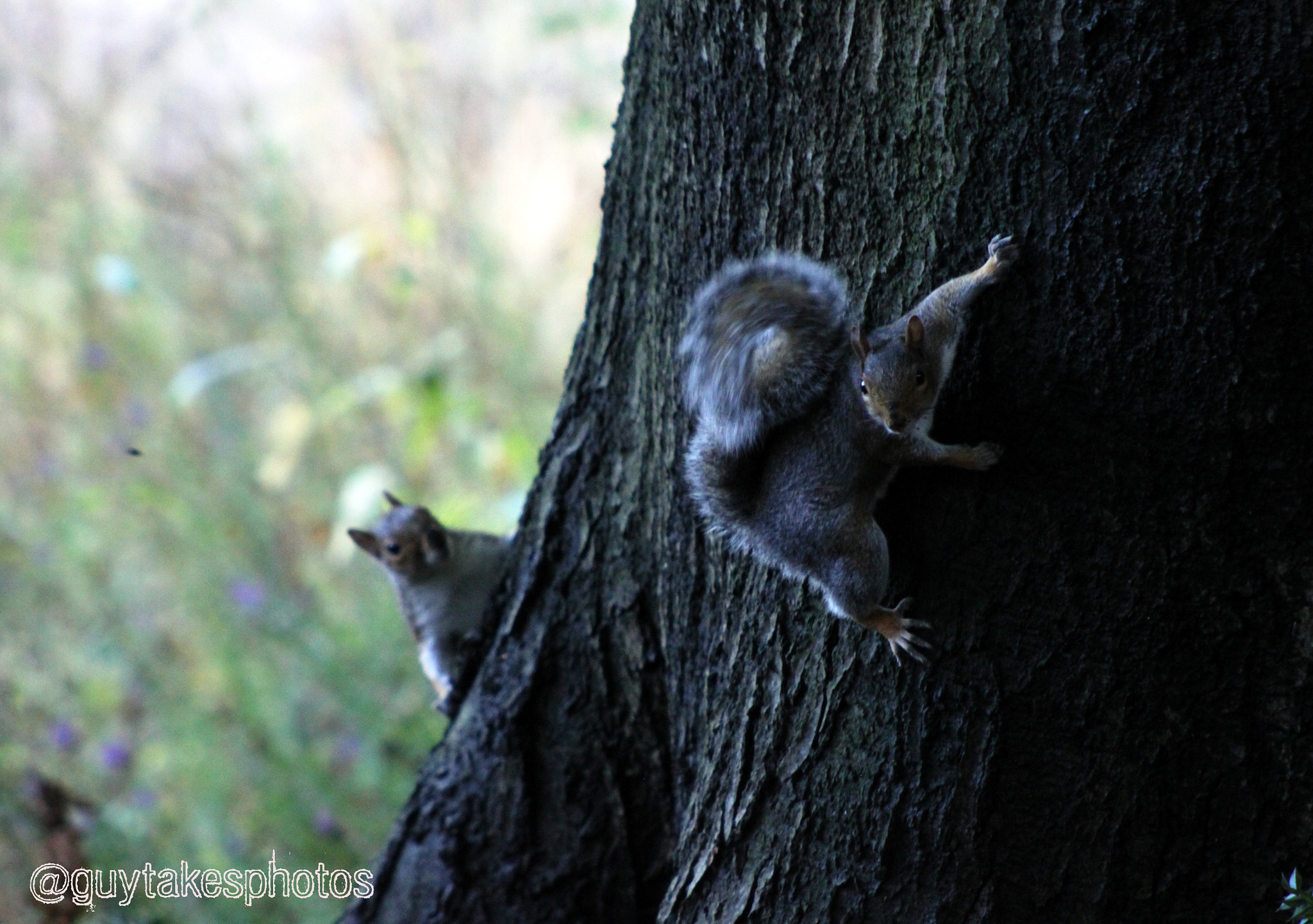 Canon EOS 500D (EOS Rebel T1i / EOS Kiss X3) sample photo. Squirrels playing hide and seek photography