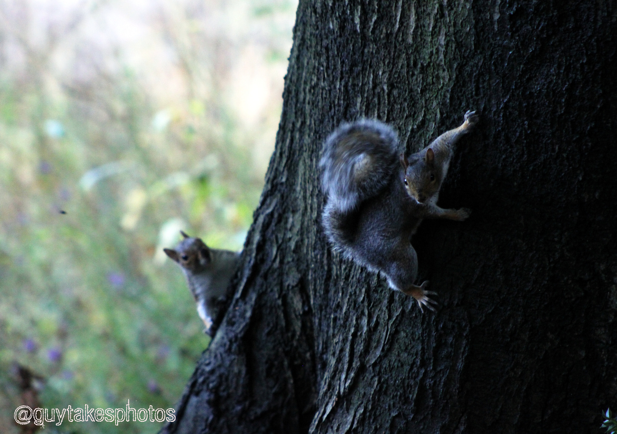 Canon EOS 500D (EOS Rebel T1i / EOS Kiss X3) + Canon EF 100-300mm F4.5-5.6 USM sample photo. Squirrels playing hide and seek photography