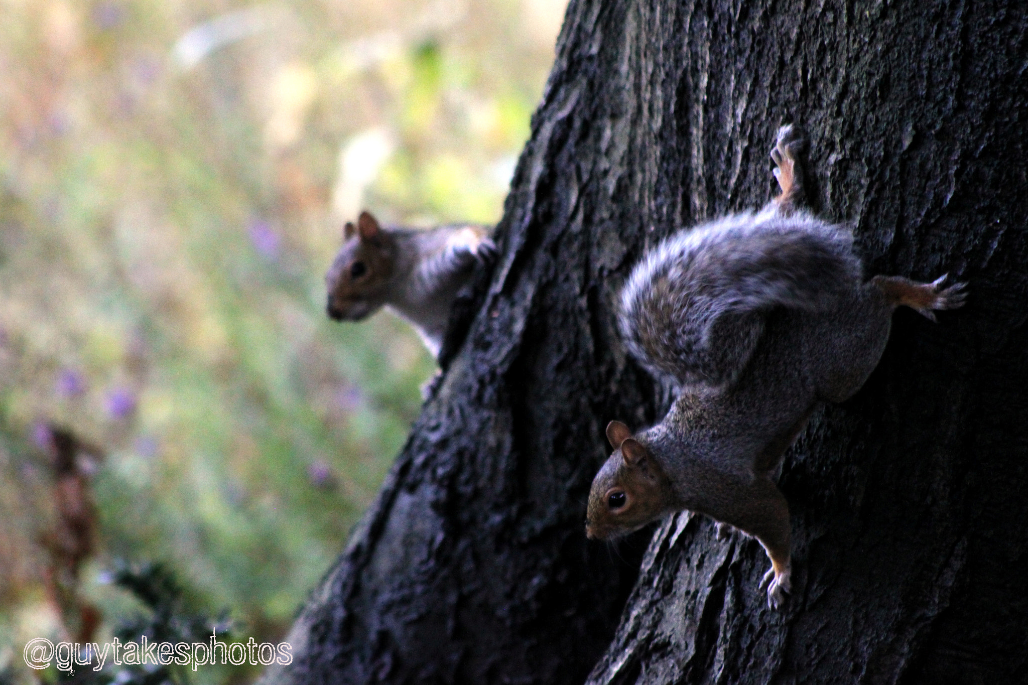 Canon EOS 500D (EOS Rebel T1i / EOS Kiss X3) sample photo. Two squirrels observing below photography