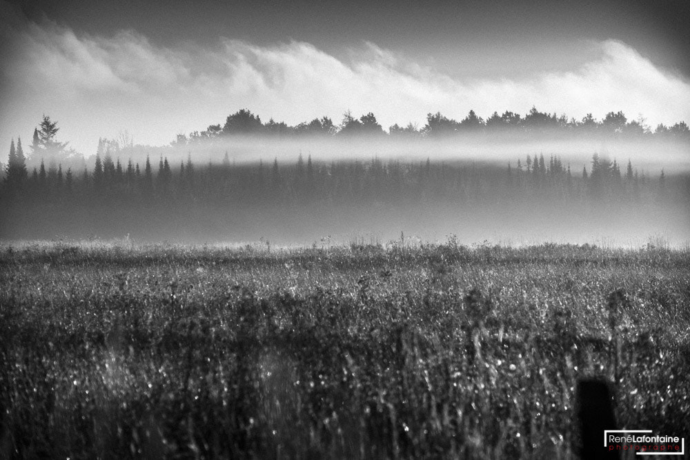 Fujifilm X-E1 + Fujifilm XF 55-200mm F3.5-4.8 R LM OIS sample photo. Foggy field black and white photography