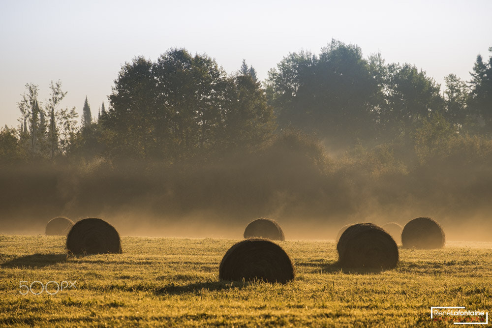 Fujifilm X-E1 sample photo. Bail of hay photography