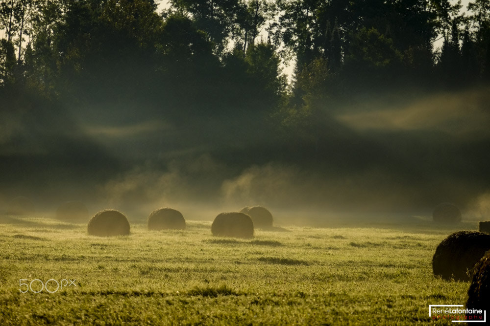 Fujifilm X-E1 sample photo. Bail of hay on a misty day photography