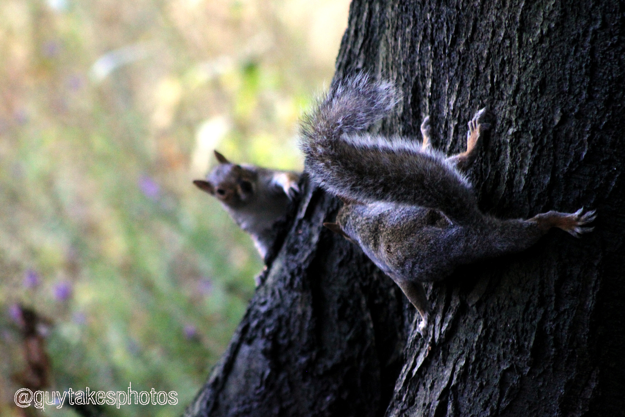 Canon EOS 500D (EOS Rebel T1i / EOS Kiss X3) sample photo. Two squirrels face off photography