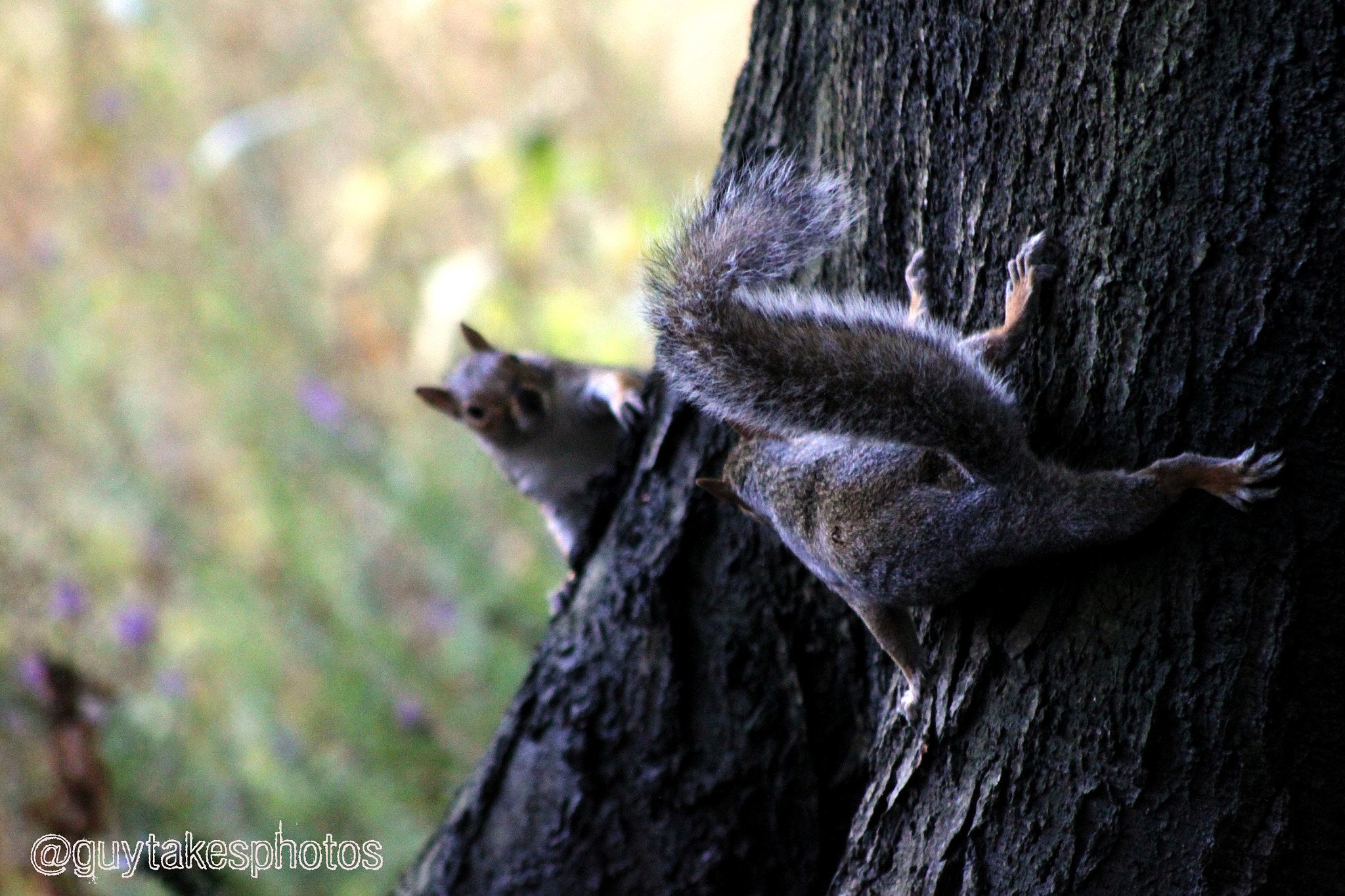 Canon EF 100-300mm F4.5-5.6 USM sample photo. Two squirrels face off photography