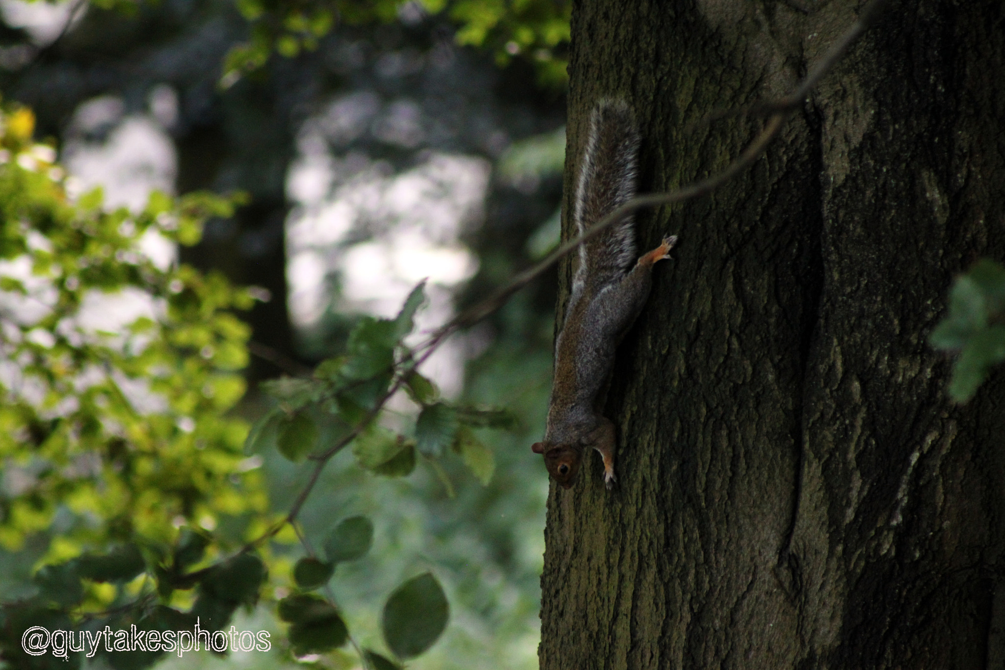 Canon EOS 500D (EOS Rebel T1i / EOS Kiss X3) + Canon EF 100-300mm F4.5-5.6 USM sample photo. A squirrel descends photography