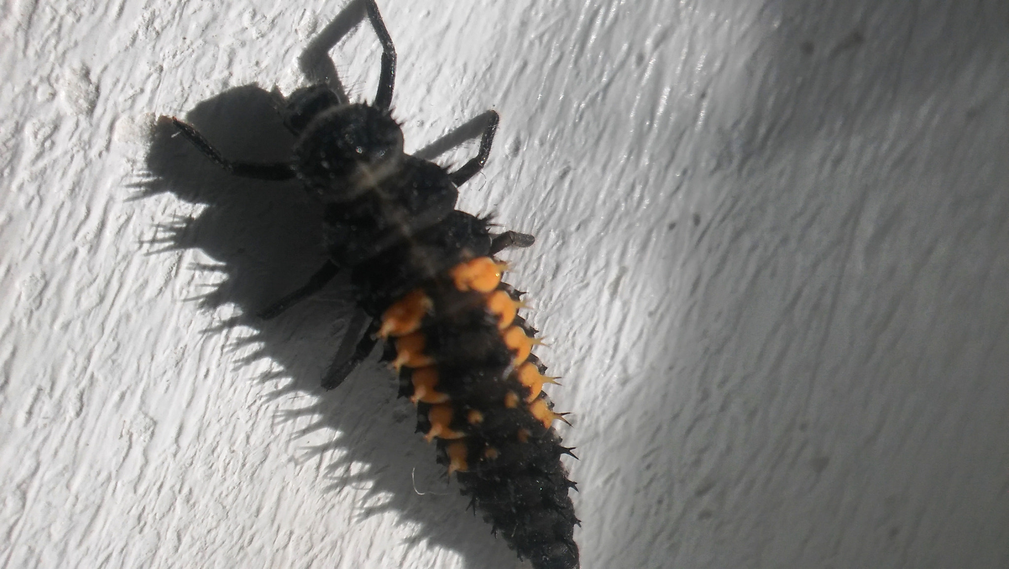 LG SPIRIT 4G LTE sample photo. Insect shadow photography