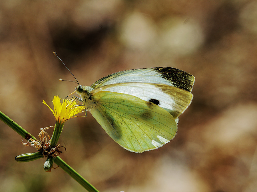 Pentax K20D sample photo. Buterfly photography