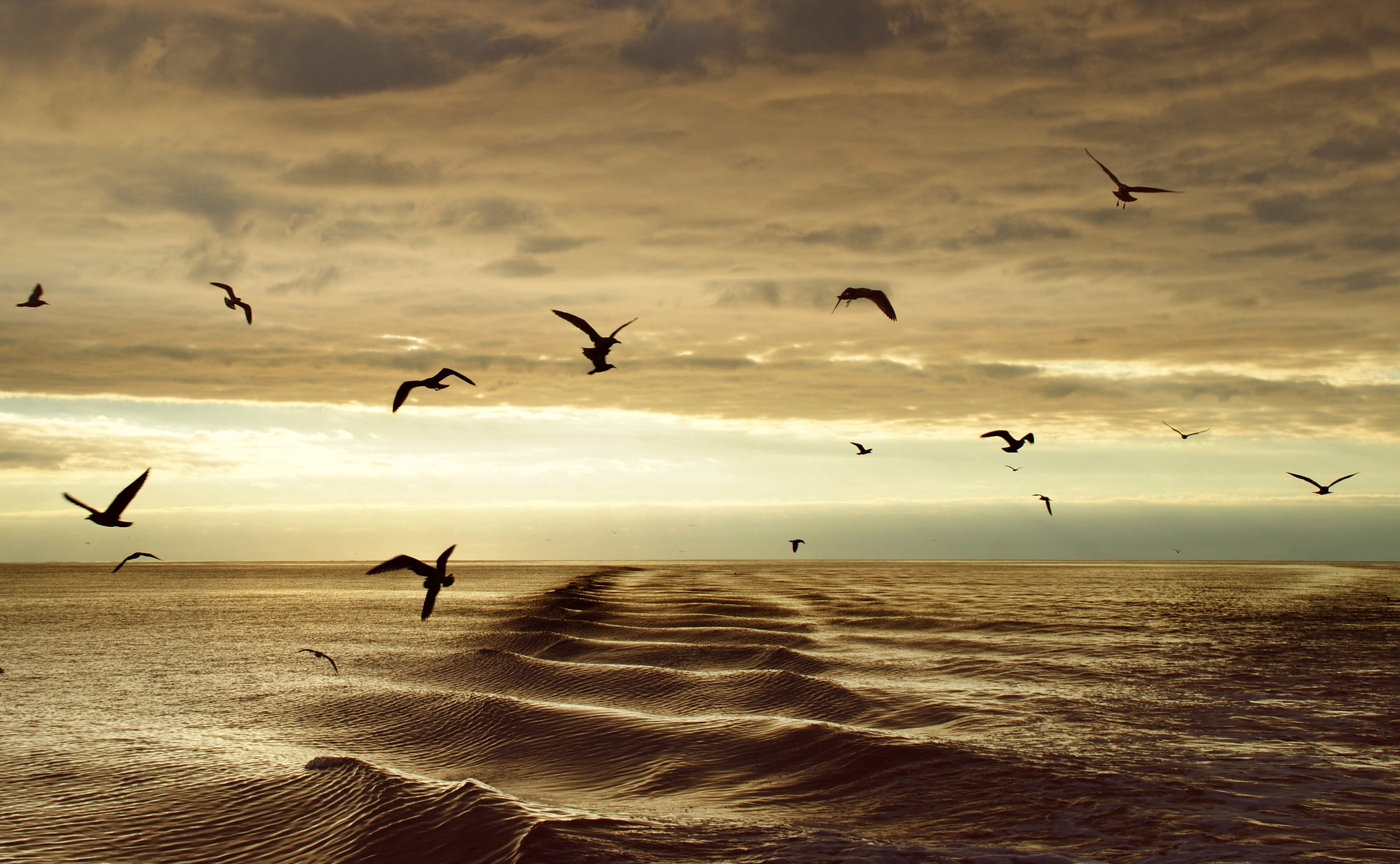 Sony Alpha DSLR-A290 sample photo. Golden evening photography