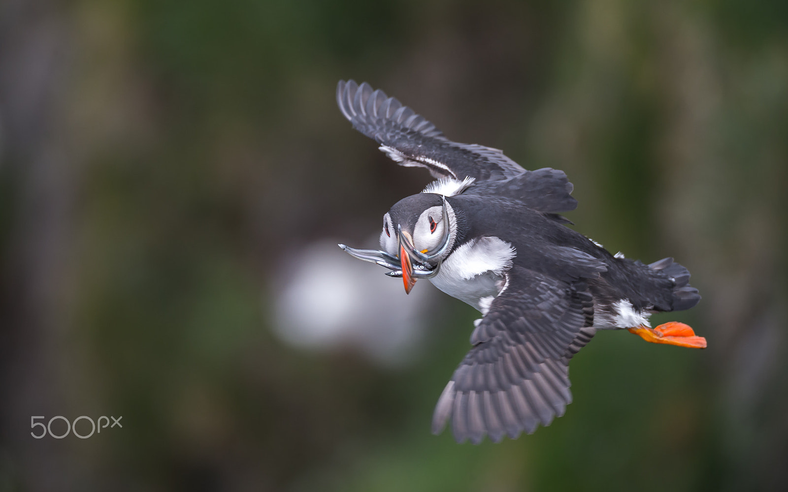 150-600mm F5-6.3 DG OS HSM | Sports 014 sample photo. Puffin photography