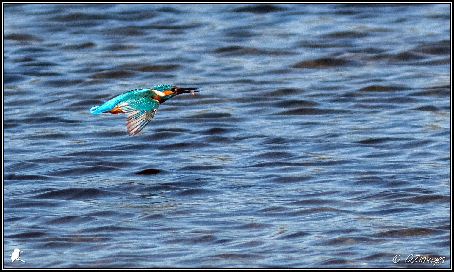Canon EF 300mm F4L IS USM sample photo. Martin pêcheur d'europe photography