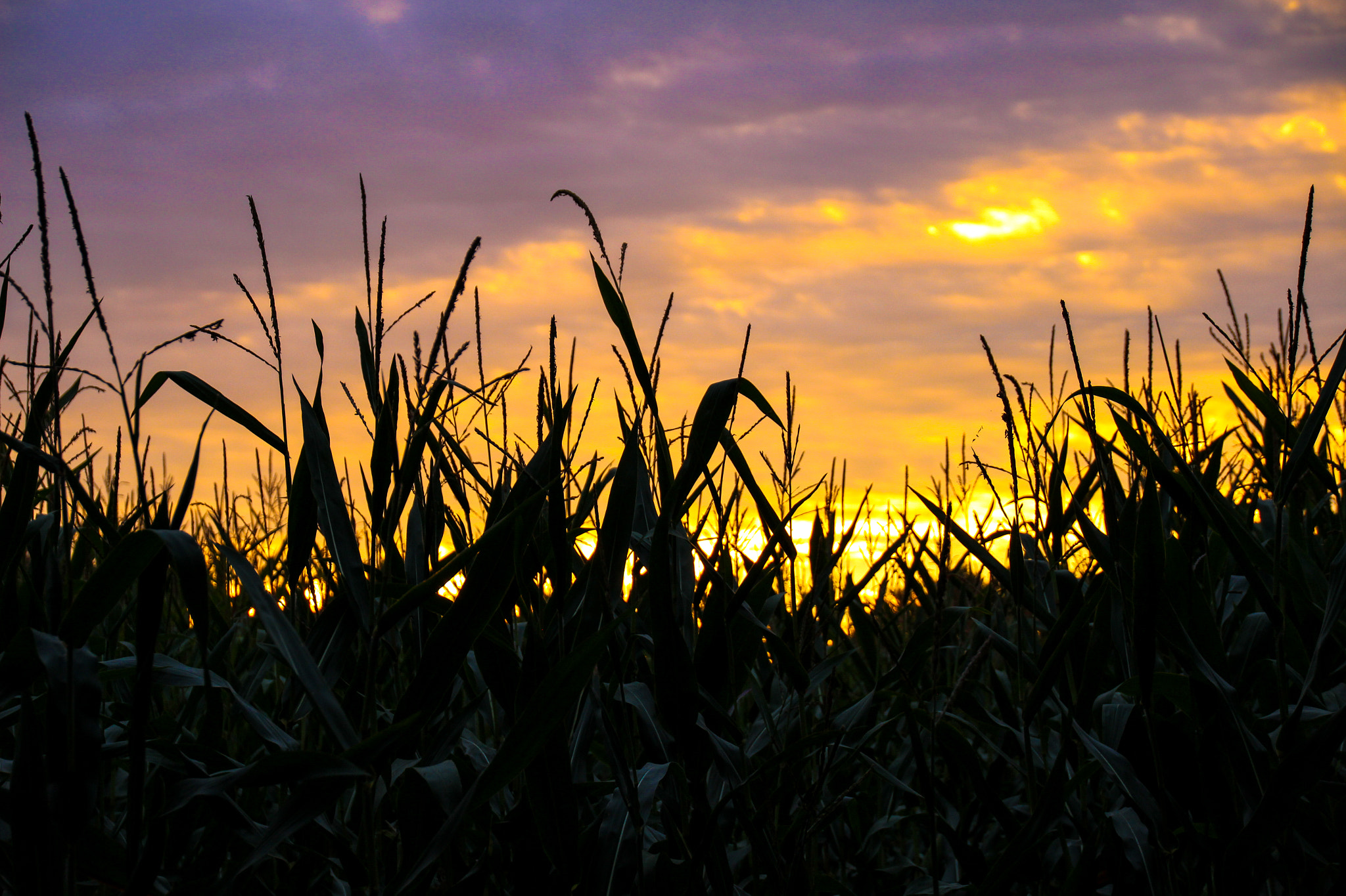 Canon EOS 100D (EOS Rebel SL1 / EOS Kiss X7) sample photo. Sunrise on a cornfield photography