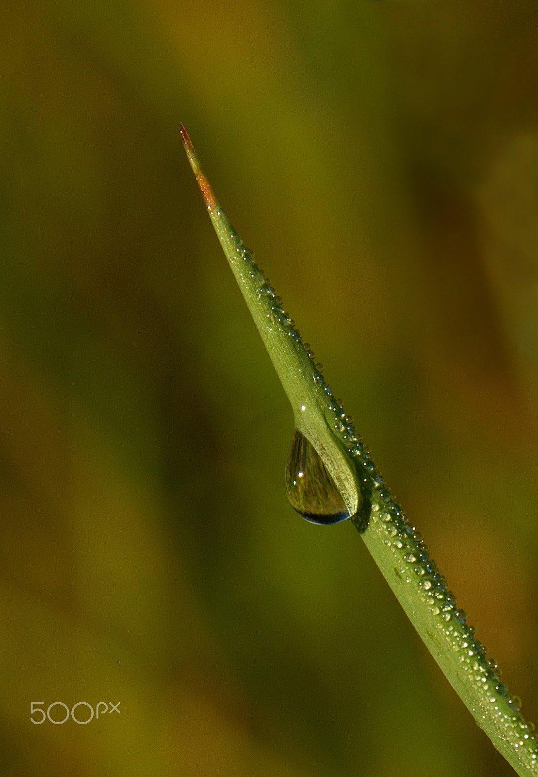 18.00 - 200.00 mm f/3.5 - 6.3 sample photo. Tear photography