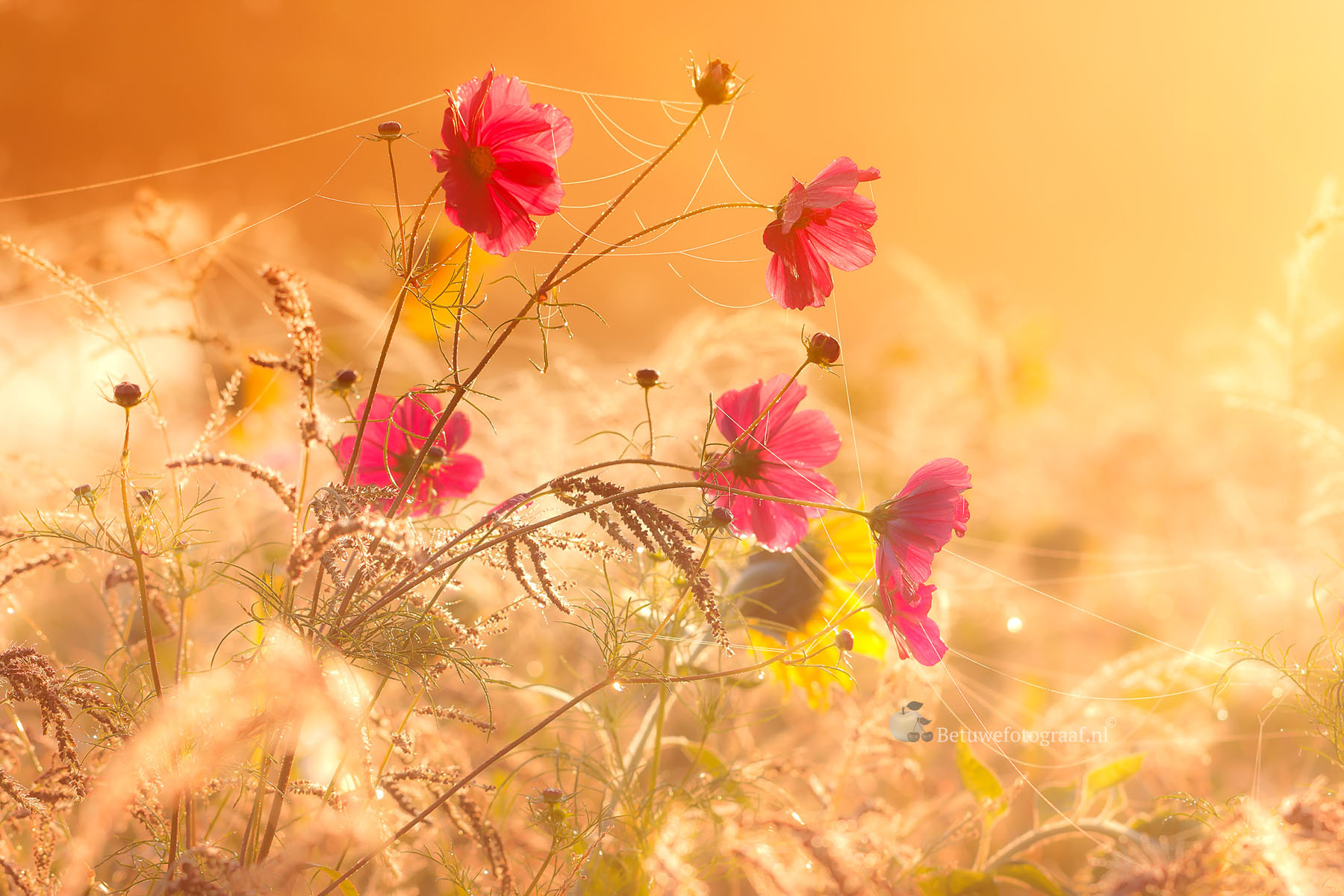 Canon EOS 40D sample photo. Wildflowers in the foggy sunrise.......... photography