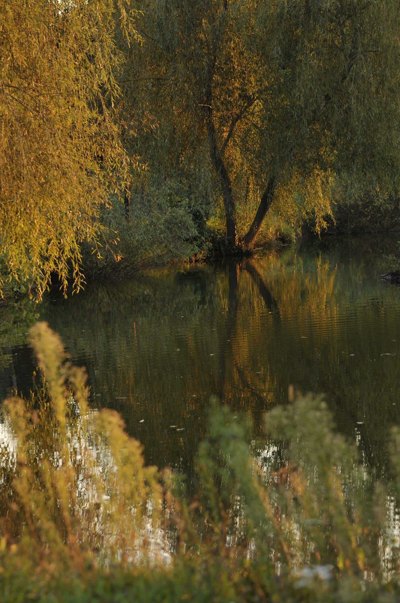 Nikon D300S sample photo. La jaz in arges photography