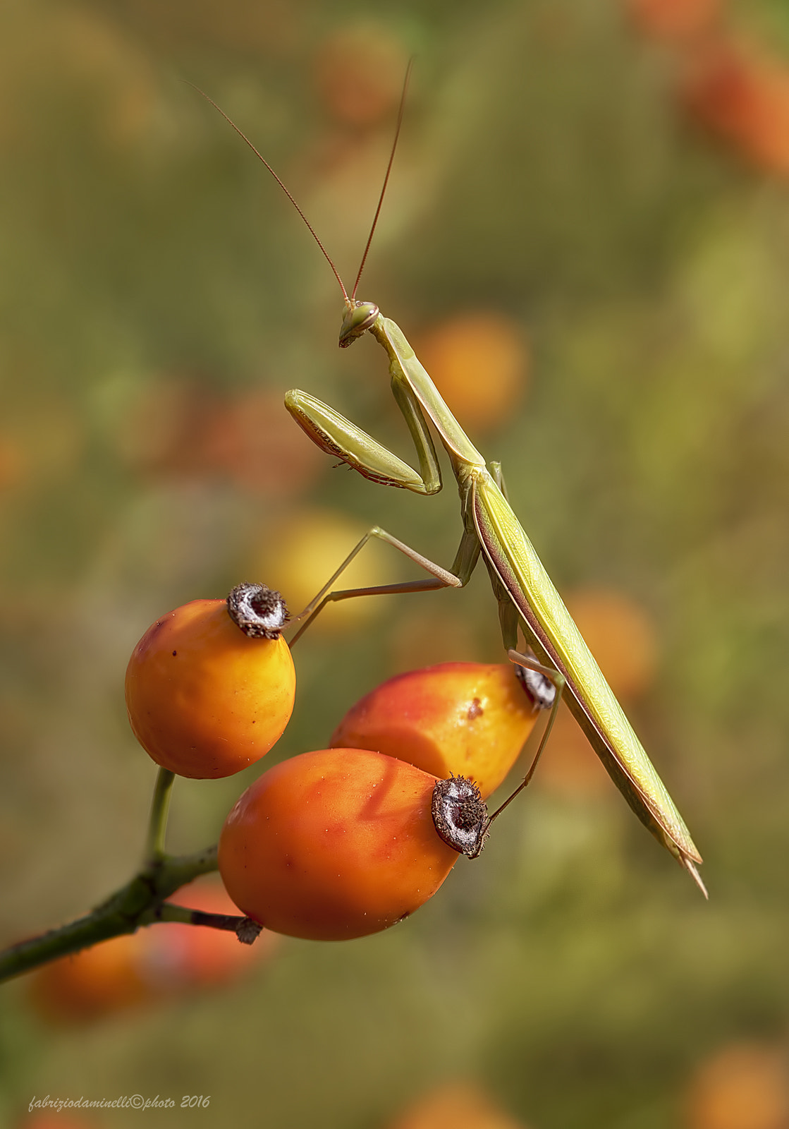 Canon EF 100mm F2.8L Macro IS USM sample photo. Mantis religiosa photography