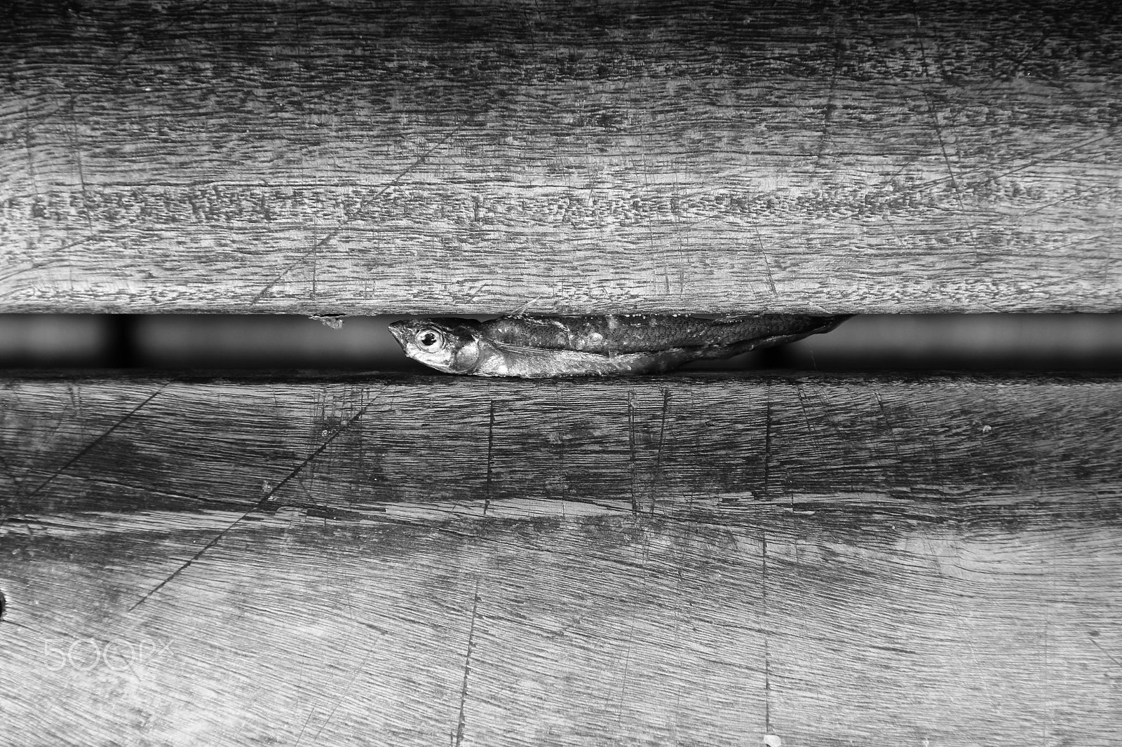 Canon EOS 550D (EOS Rebel T2i / EOS Kiss X4) sample photo. Dried sardine stuck in bench photography
