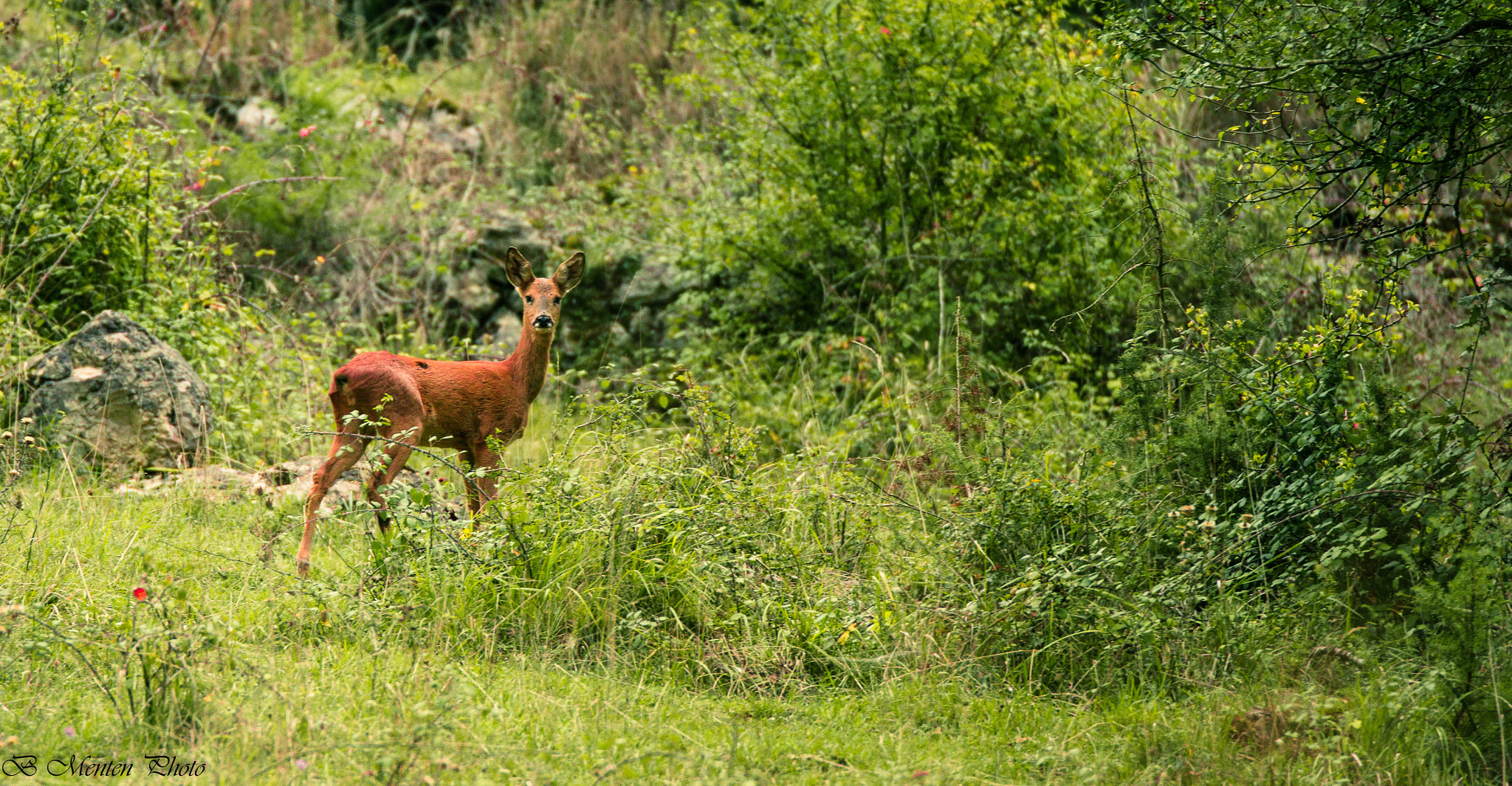 Sony a6000 + Tamron SP 70-200mm F2.8 Di VC USD sample photo