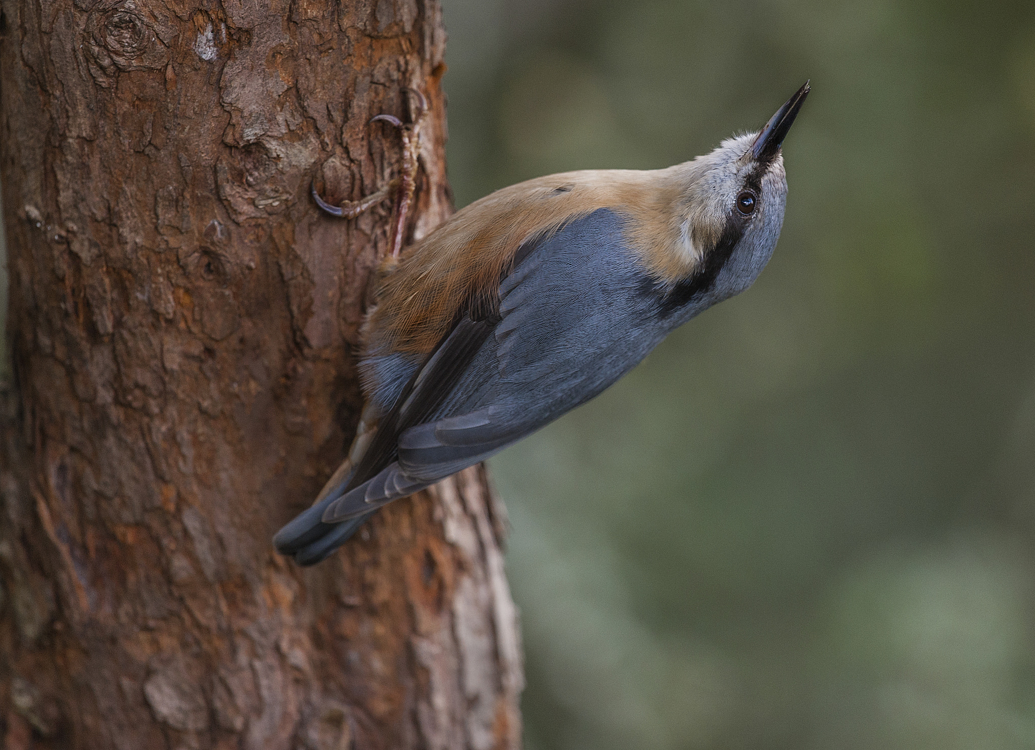 Nikon D700 + Nikon AF-S Nikkor 500mm F4G ED VR sample photo. Nuthatch photography