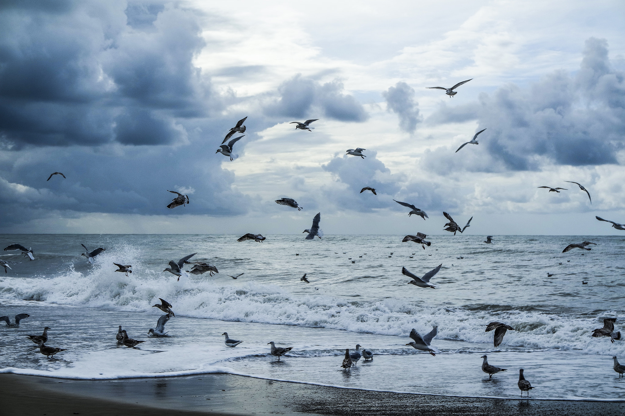 Samsung NX 16-50mm F3.5-5.6 Power Zoom ED OIS sample photo. Rainbow of birds photography