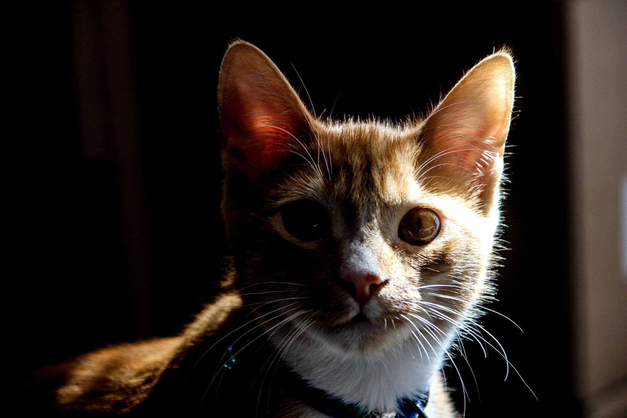 Canon EOS 700D (EOS Rebel T5i / EOS Kiss X7i) sample photo. Biscuit le chat photography