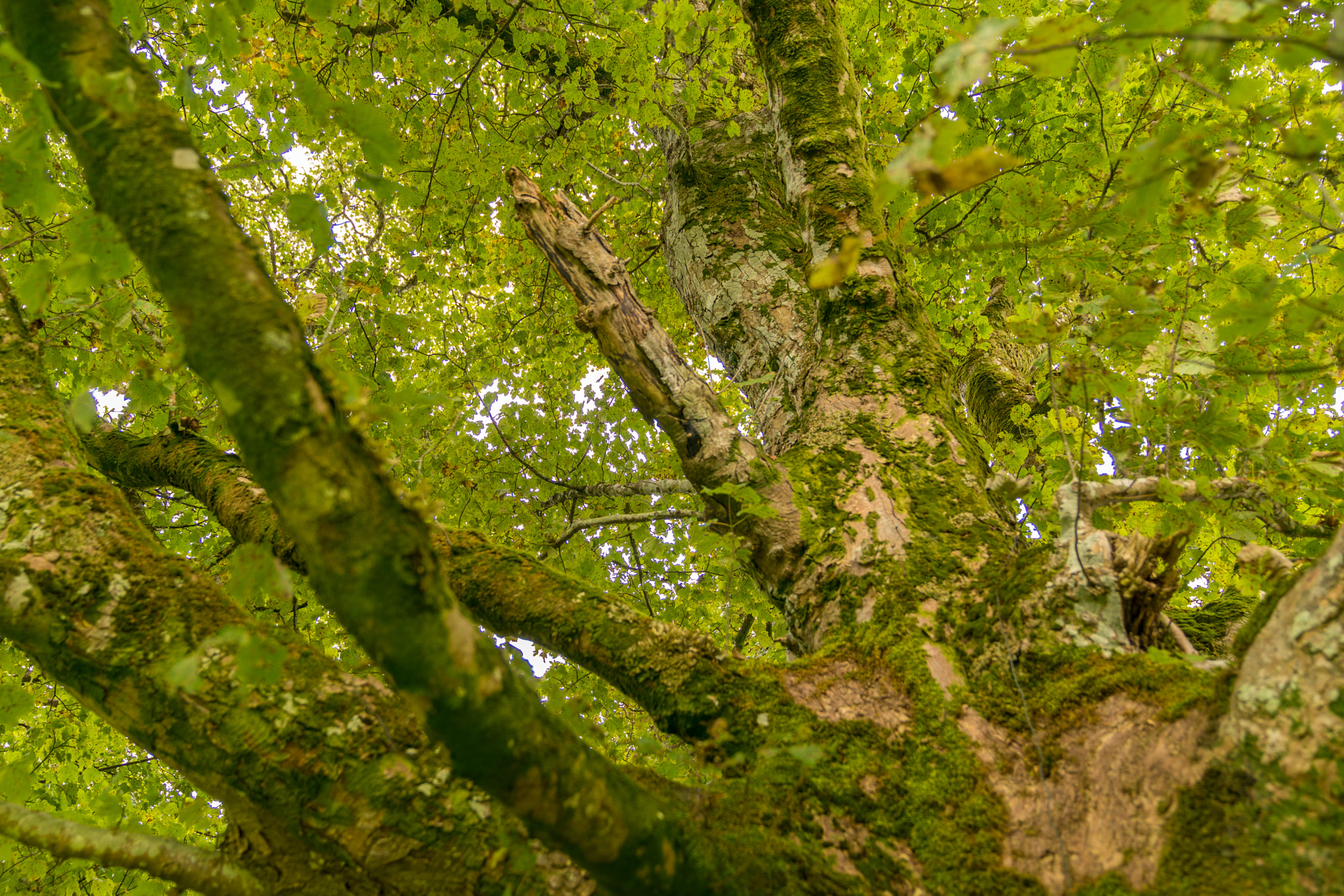 Sony a7 sample photo. Hdr tree photography