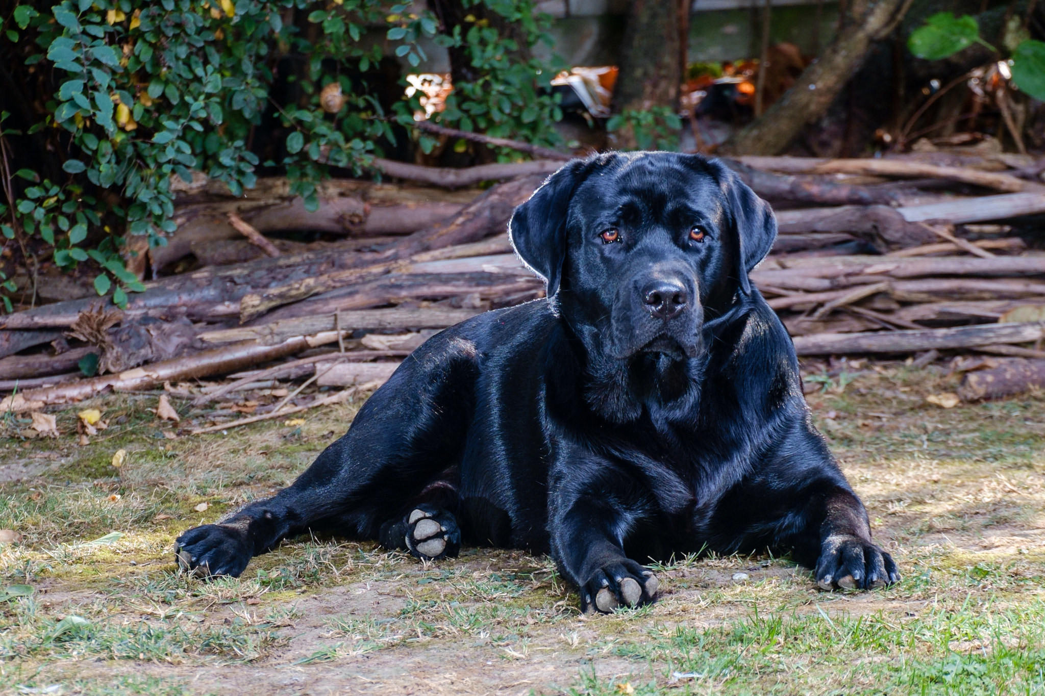 Fujifilm X-Pro1 + Fujifilm XC 50-230mm F4.5-6.7 OIS sample photo. Black labrador photography