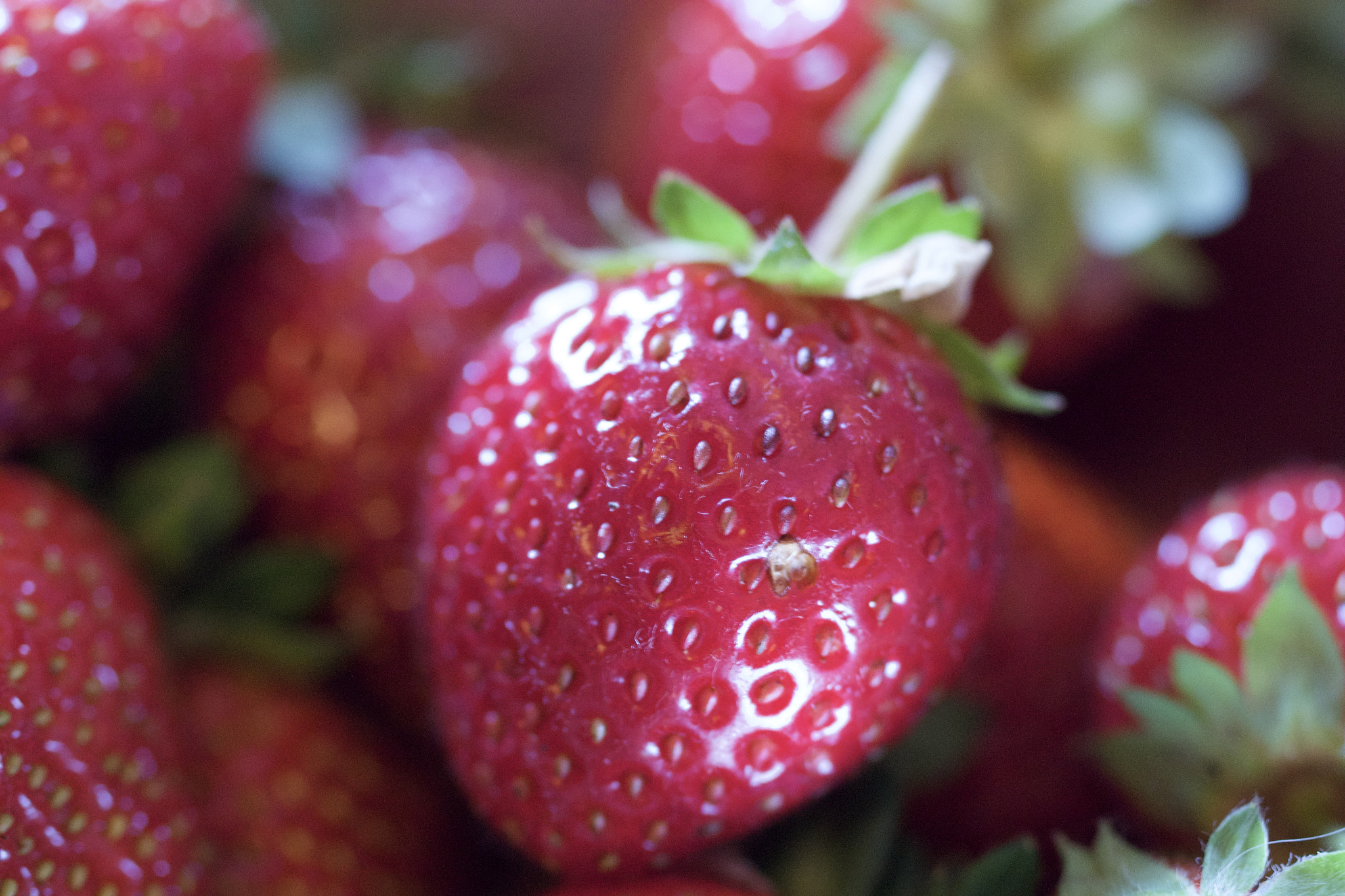 Pentax K-S2 + Pentax smc D-FA 50mm F2.8 Macro sample photo. Lone berry photography