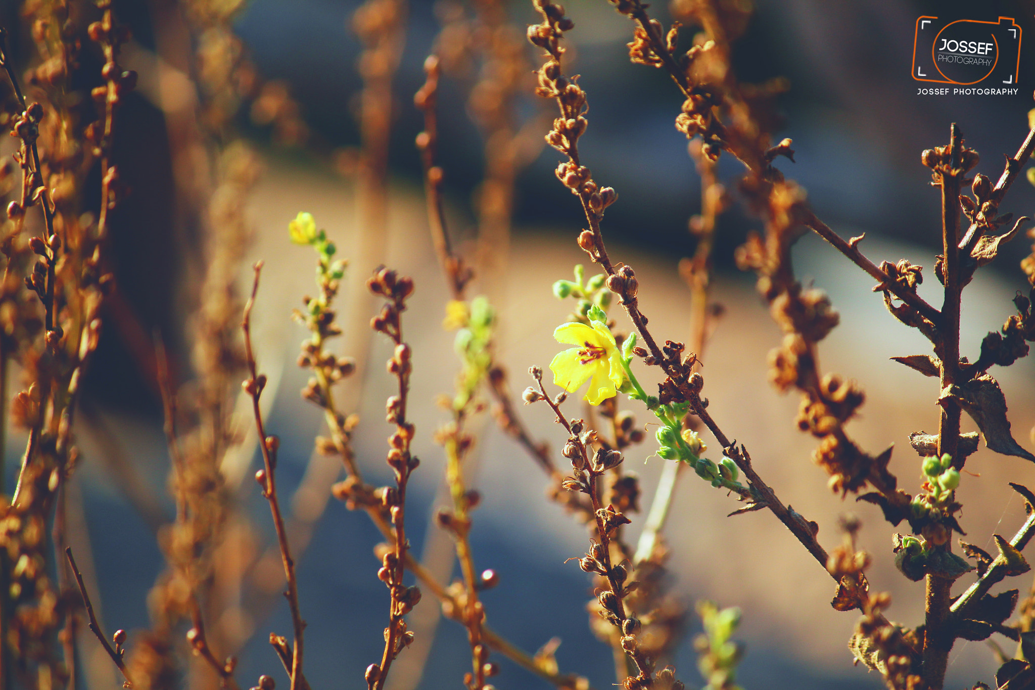 Canon EF-S 55-250mm F4-5.6 IS sample photo. Hope photography