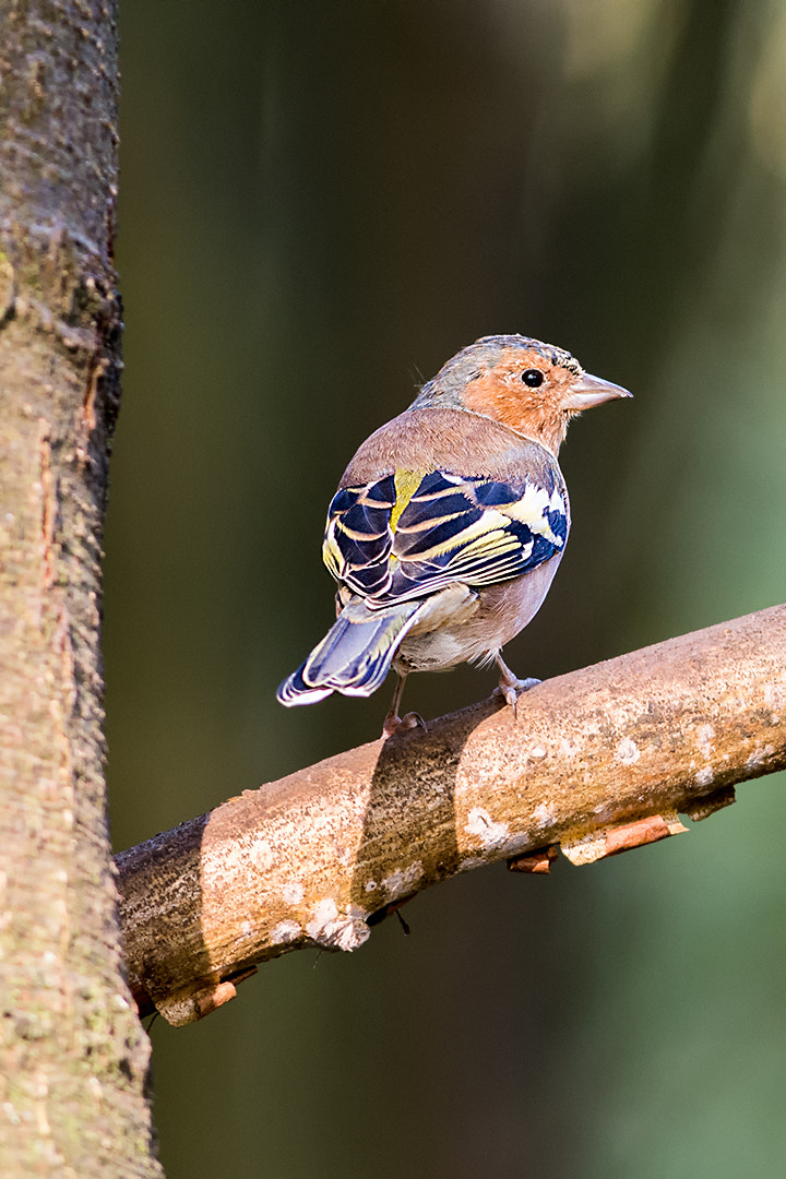 Nikon AF-S Nikkor 300mm F2.8G ED VR II sample photo. Finch photography
