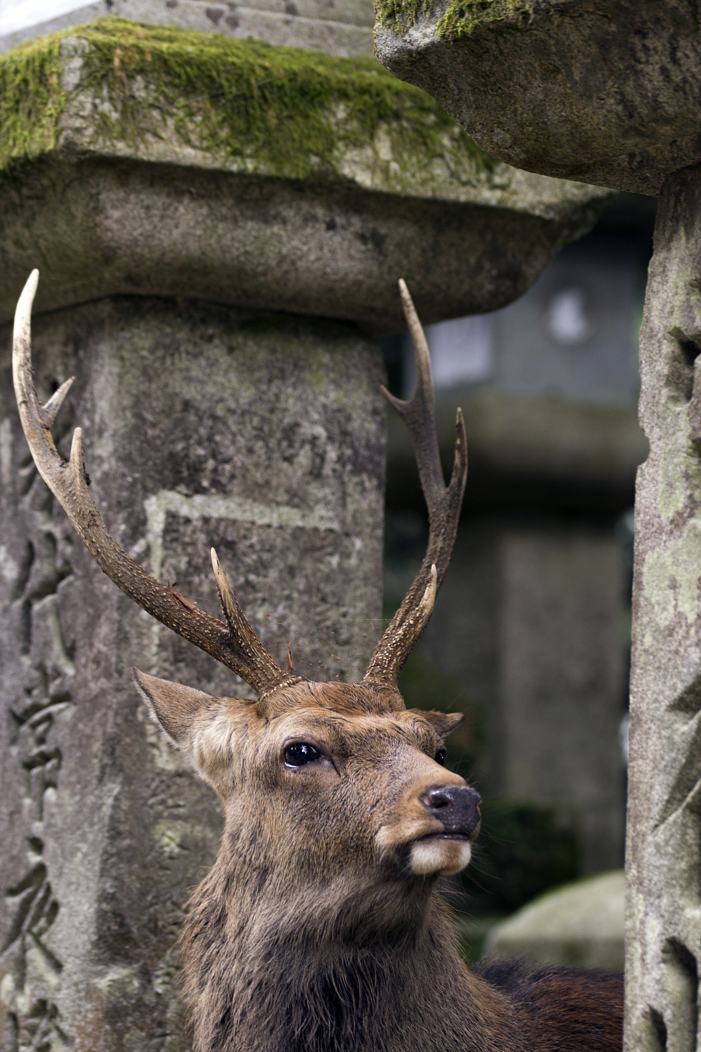 Sigma 105mm F2.8 EX DG OS HSM sample photo. Deer of nara photography