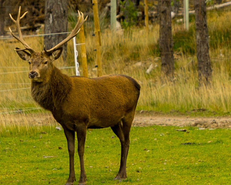 Sony a7 + Sony FE 24-70mm F2.8 GM sample photo. Red deer 3 photography