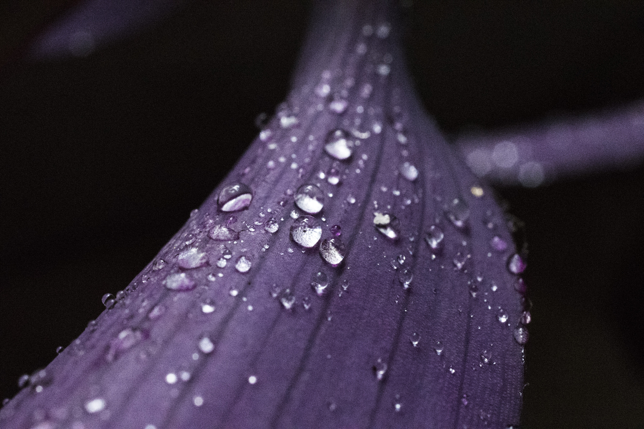 Nikon AF-S DX Micro Nikkor 40mm F2.8 sample photo. Gotas photography