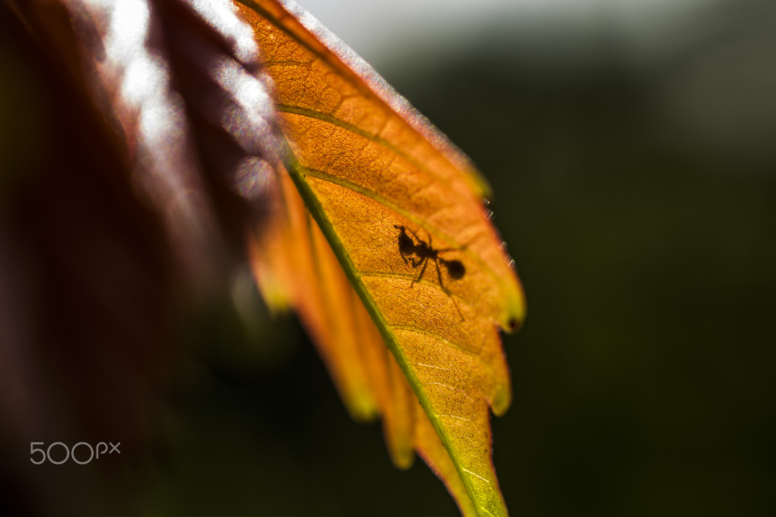 Nikon AF-S DX Micro Nikkor 40mm F2.8 sample photo. Hormiga photography