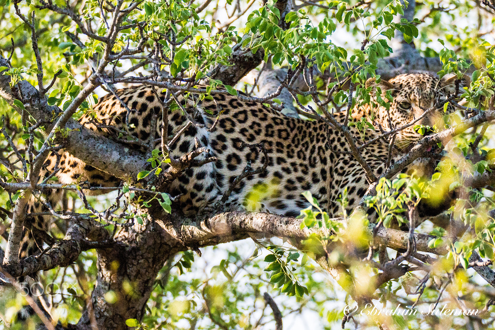 Sigma 150-600mm F5-6.3 DG OS HSM | S sample photo. Leopard resting photography