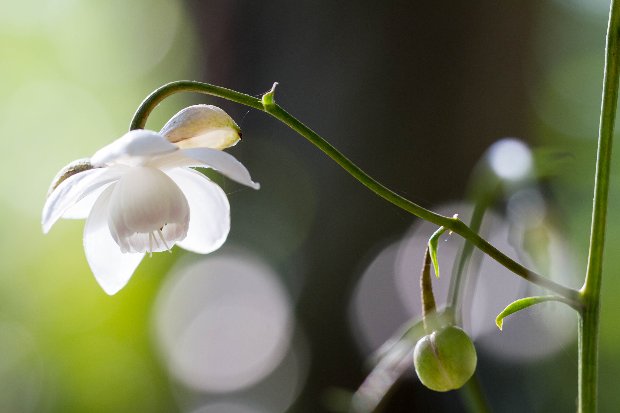 Canon EOS 7D + Canon EF 100mm F2.8L Macro IS USM sample photo. "renge shoma"   forest fairy photography
