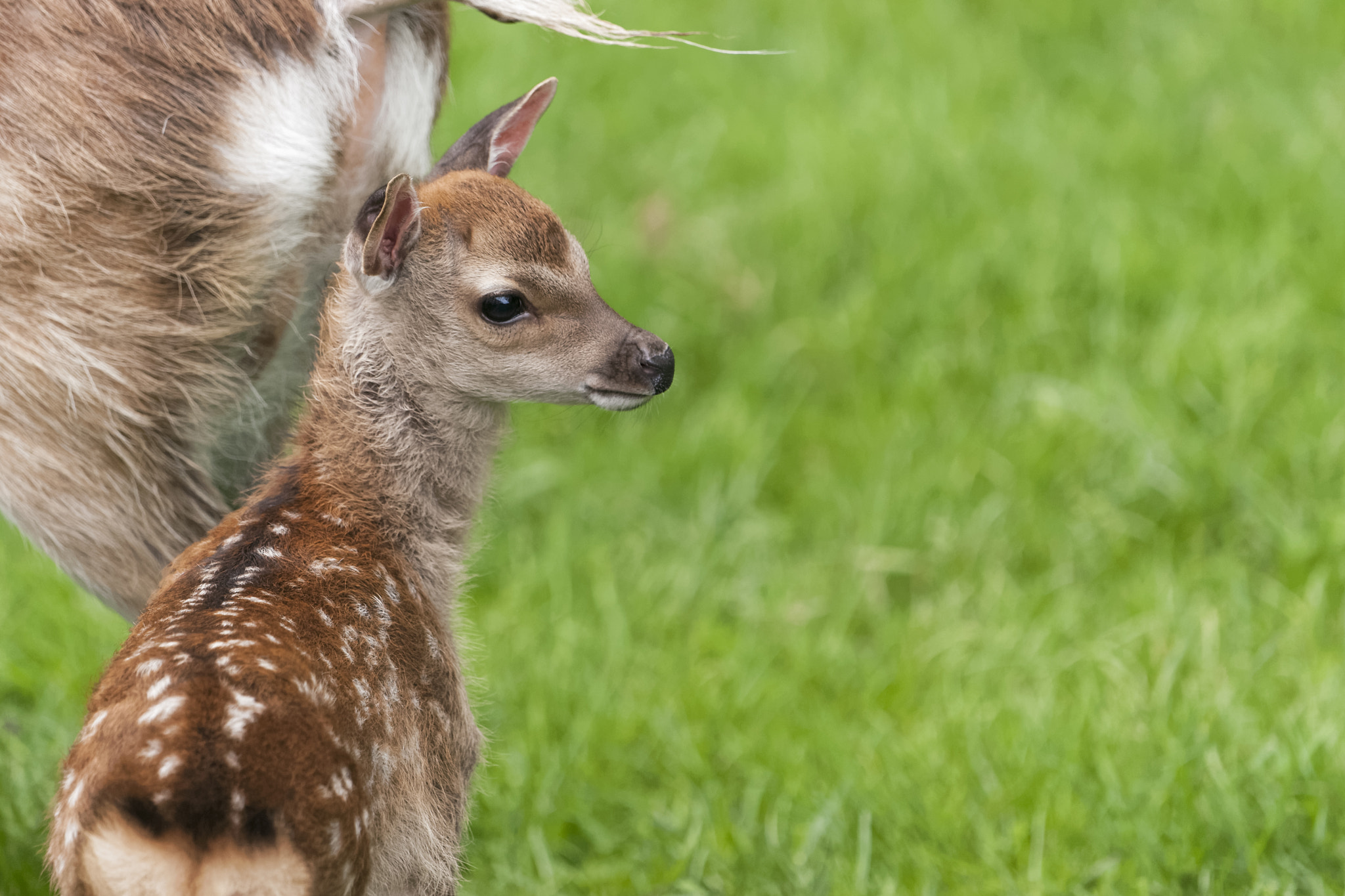 Sony 70-400mm F4-5.6 G SSM II sample photo. Red deer photography