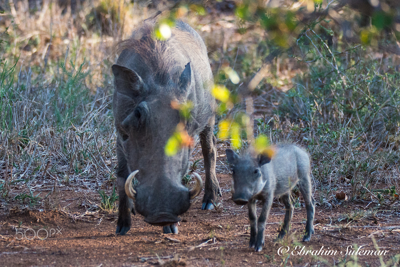 Nikon D800 + Sigma 150-600mm F5-6.3 DG OS HSM | S sample photo. Warthog with baby photography