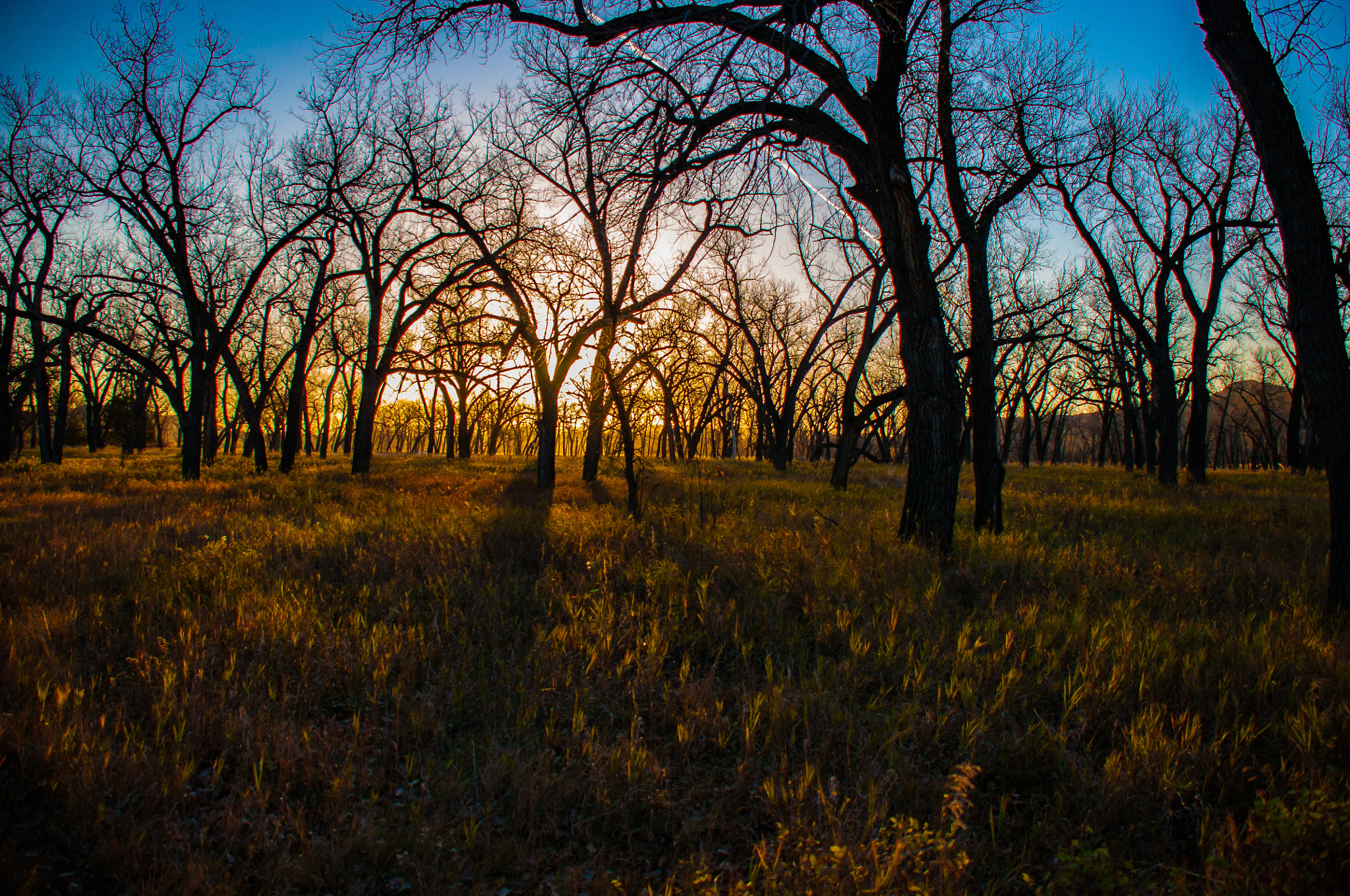 Nikon D5000 sample photo. Sunrise forest photography