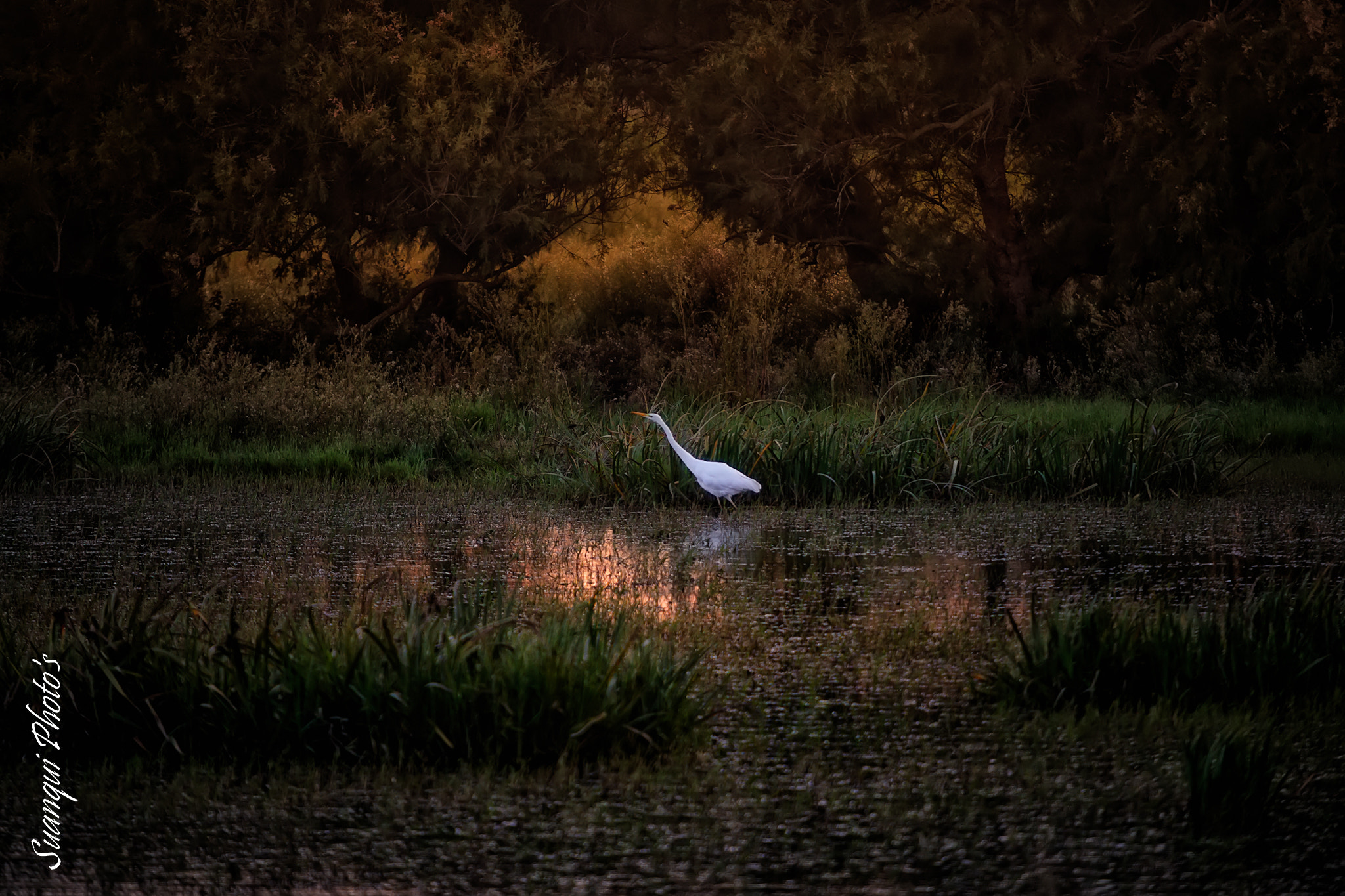Canon EOS 6D + Canon EF 70-200mm F2.8L USM sample photo. Sunset on wetlands photography