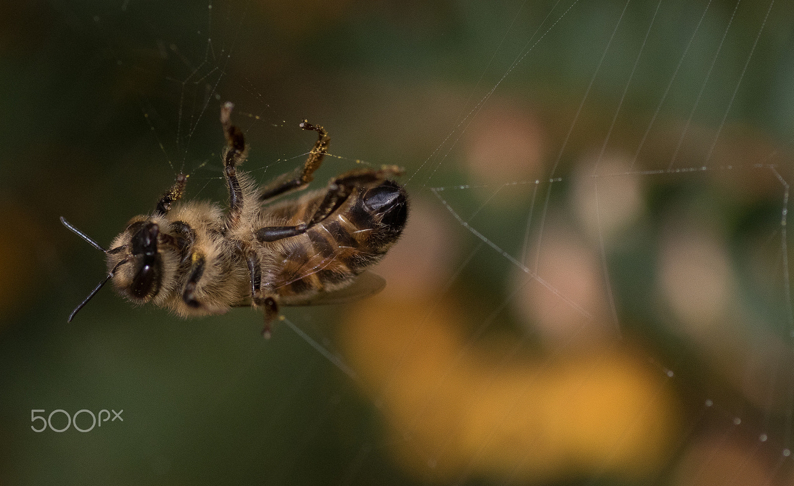 Canon EOS 7D Mark II + Tamron SP AF 90mm F2.8 Di Macro sample photo. The struggle for survival photography
