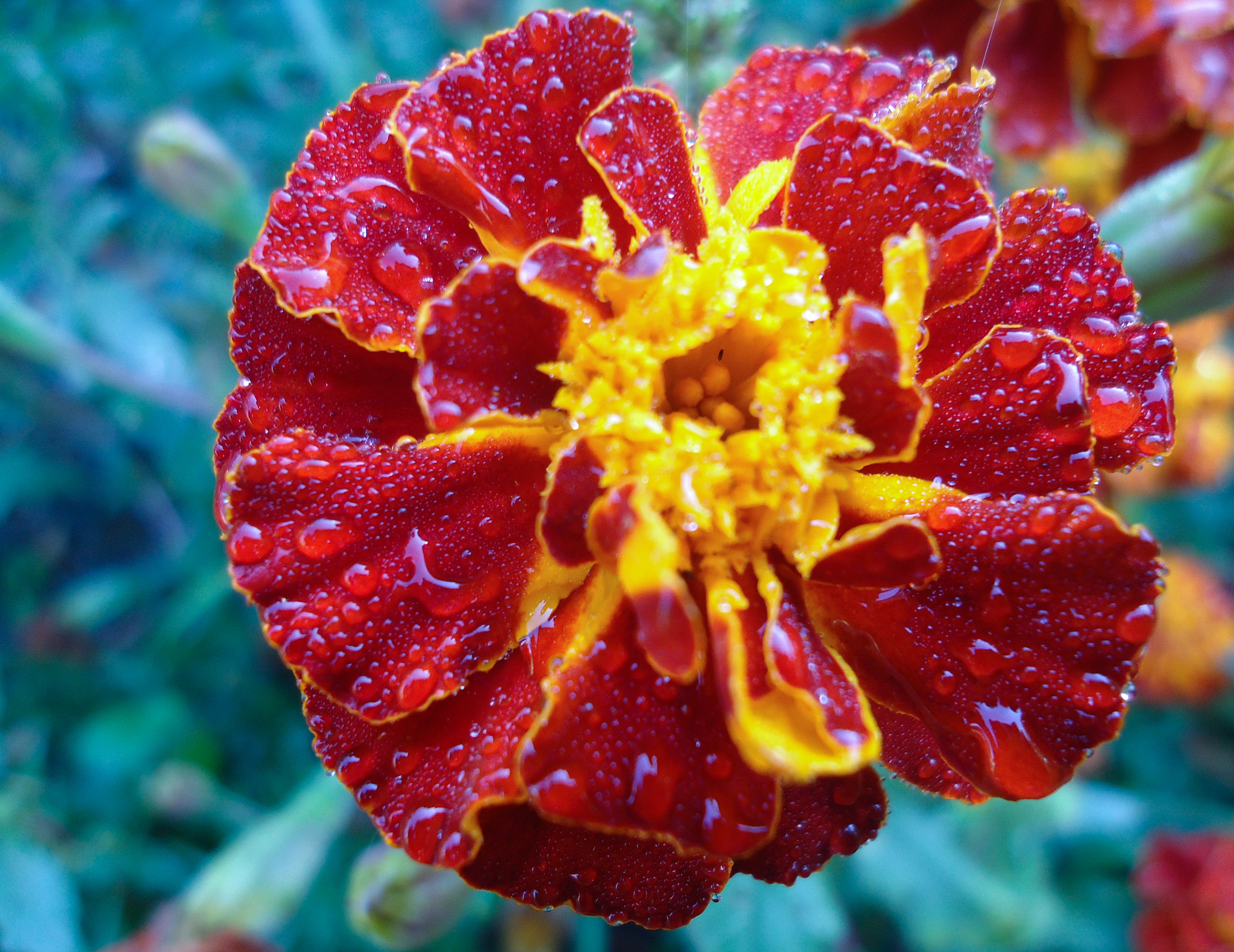 Sony Cyber-shot DSC-W330 sample photo. Dew photography