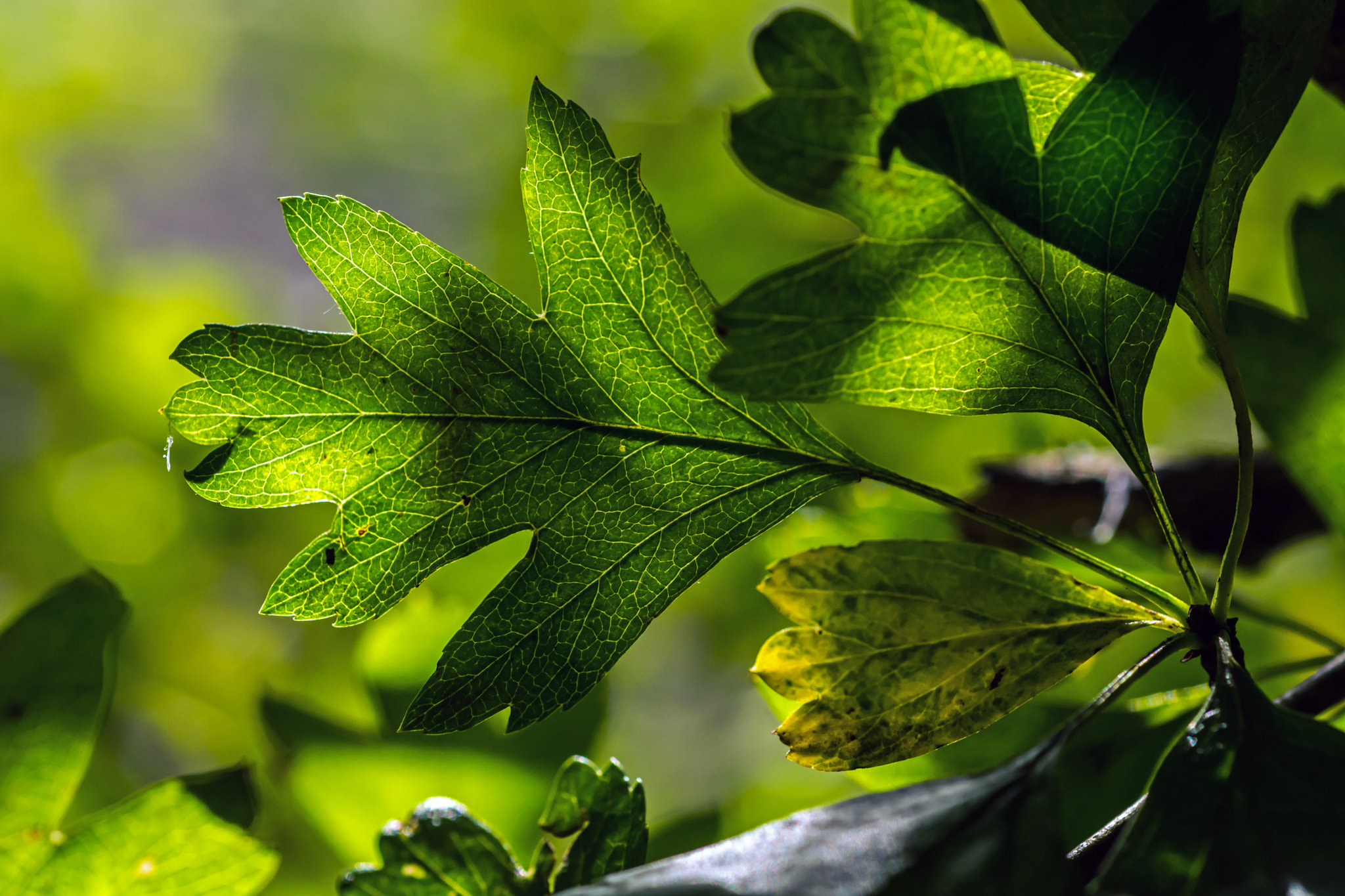 Nikon D7100 + AF Micro-Nikkor 60mm f/2.8 sample photo. May seems so far away. photography