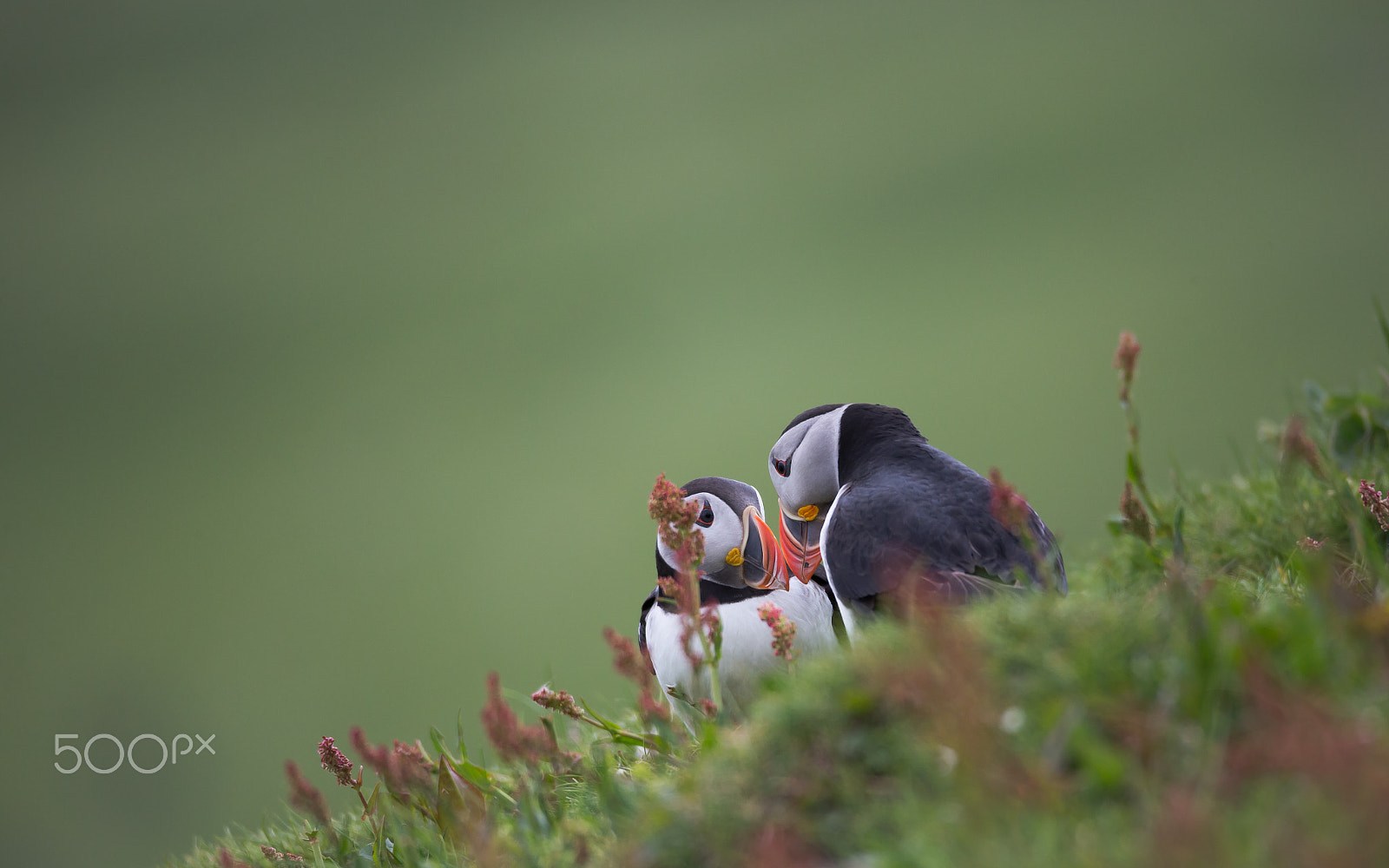 Canon EOS-1D X sample photo. Puffins in love photography