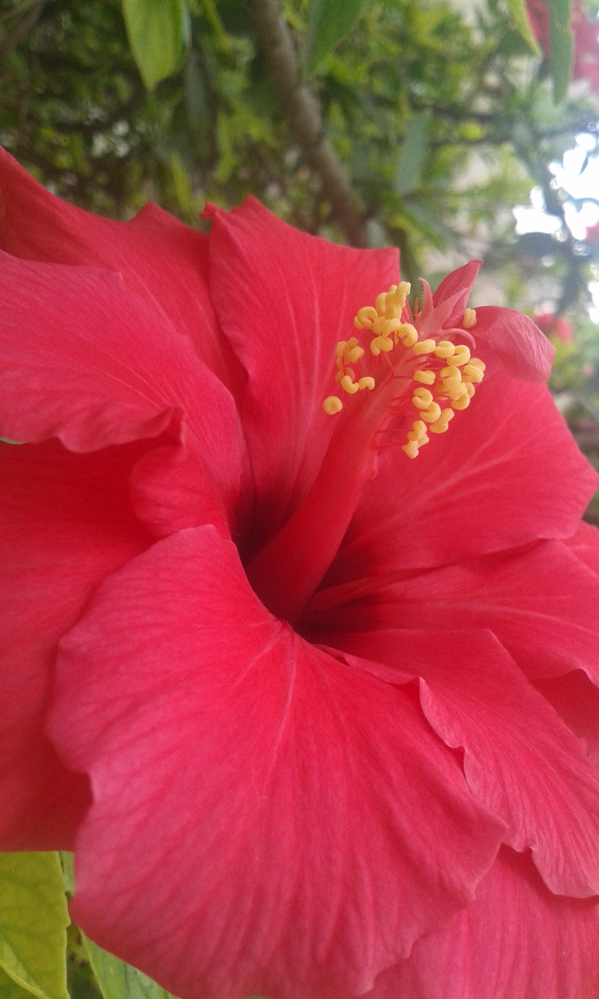 Samsung Galaxy Fame sample photo. Flower photography