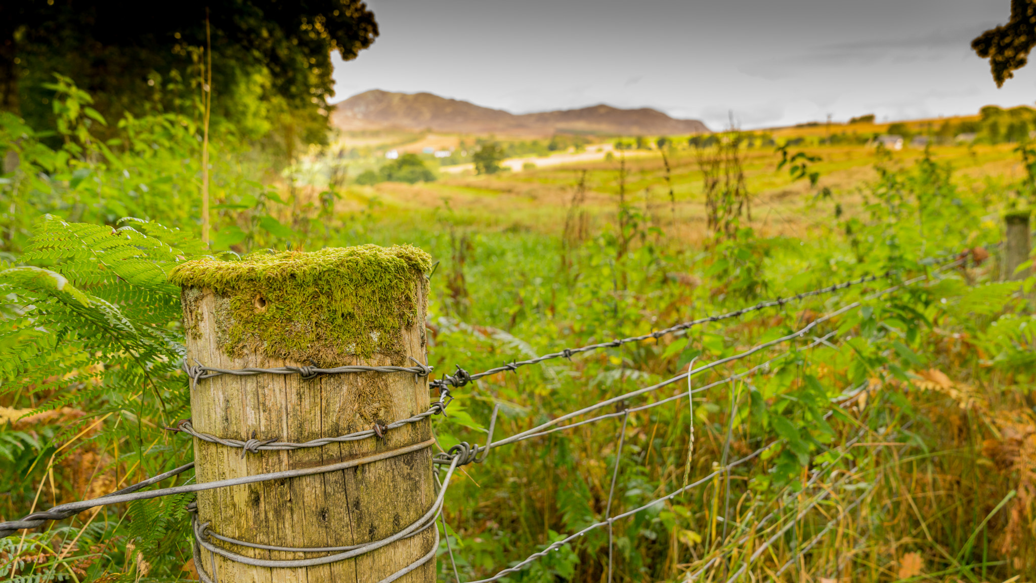 Sony a7 sample photo. Pitlochry forest path to edradour photography