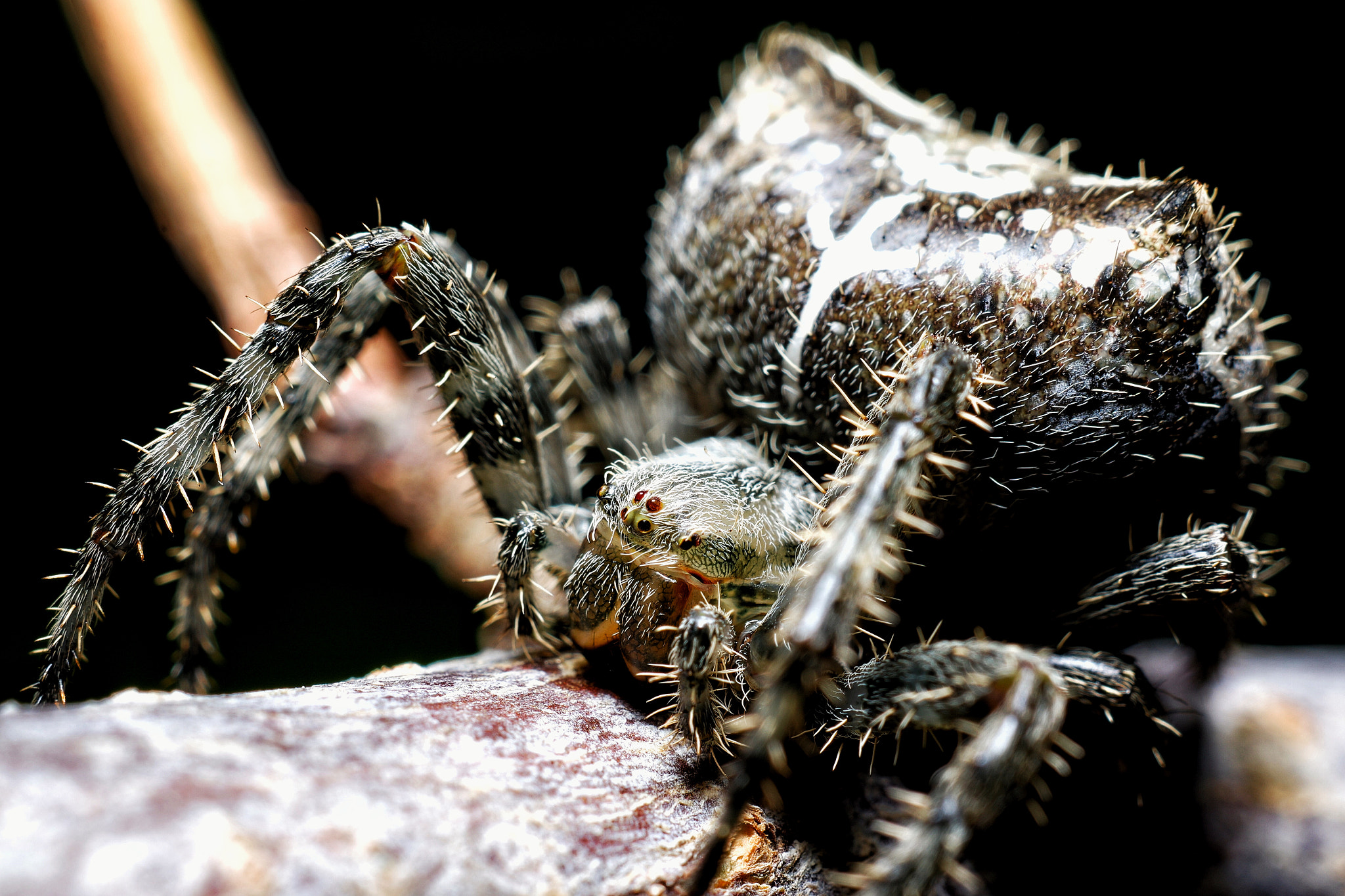 Pentax smc DA 35mm F2.8 Macro Limited sample photo. Don't know what kind of spider this is but it's freaky! photography